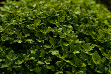 Obraz premium Top view on isolated countless chrysantemum green leaves