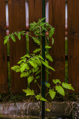 tomatoes in the garden