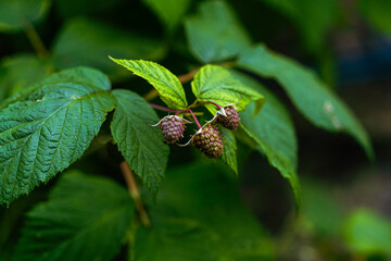 unripe raspberries in beautiful light, Close up photo of unripe red raspberry berries growing on the bush