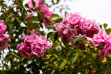 blooming pink roses in the garden