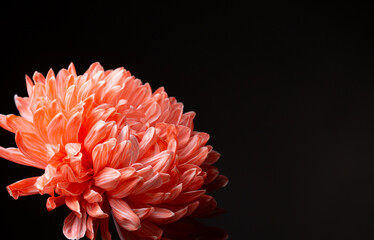 Giant salmon pink, coral, chrysanthemum on black with copy space.
