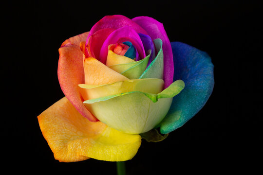 Colorful bright rainbow pride peace rose on a black background.