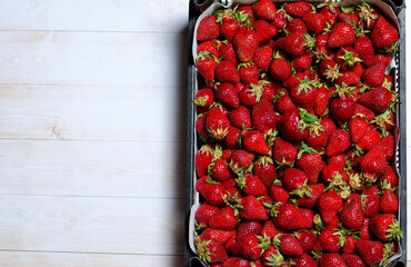 Juicy, ripe strawberries with twigs are laid out in a box for transportation. Copy Space.