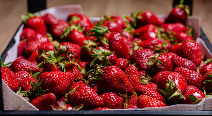 Juicy, ripe strawberries with twigs are laid out in a box for transportation. Copy Space.