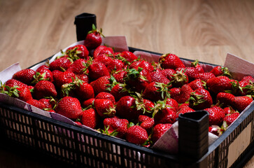 Juicy, ripe strawberries with twigs are laid out in a box for transportation. Copy Space.