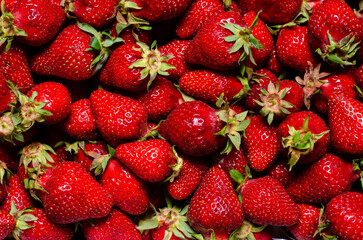 Juicy, ripe strawberries with twigs are laid out close-up.