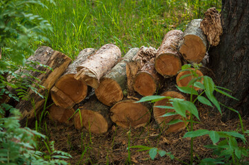 Stacked logs in the forest . Timber industry . Pile of firewood