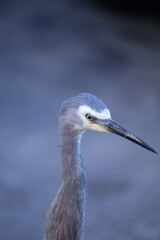 Nahaufnahme Graureiher