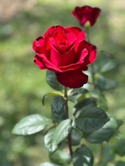 single red rose