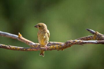 sparrow on a branch