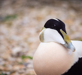 Male Eider Duck, close up looking left to right, feather in bill