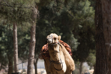 Camel near trees