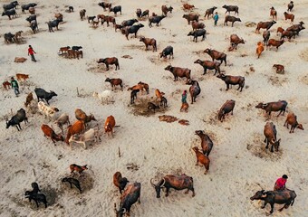 Cattle herding in sandbars