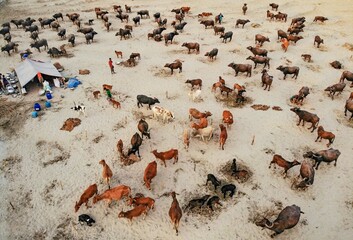 Cattle herding in sandbars