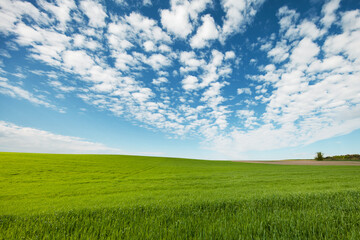 Obraz premium Green Field and Beautiful Sunset