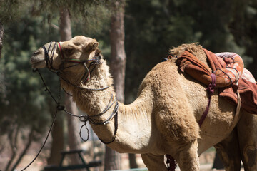 camel in the desert