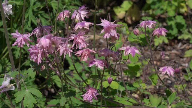 Aquilegia 'Double Rubies' a spring summer flowering plant with a pink red summertime double flower commonly known as columbine, stock video footage clip