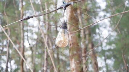 bird, nature, tree, animal, wildlife, sparrow, branch, beak, wild, winter, owl, brown, feather, small, birds, woodpecker, feathers, white