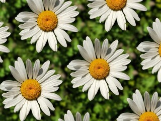 Pattern of chamomile flowers on a green background. Beautiful natural background of summer flowers. Postcard with flowers.