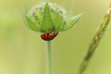 coccinelle