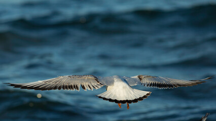 seagull flying over the sea