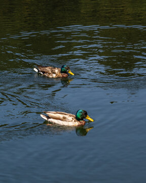 Un par de patos en el Lago de la Barranca
