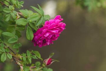 Branch with a pink rose close-up in the garden.