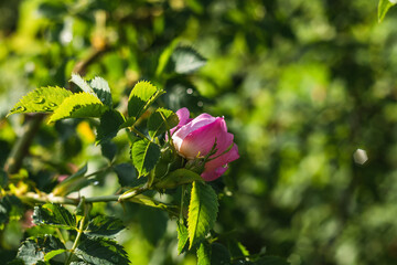 Bud of wild rose or dog rose flower with water drops after rain in the botanical garden.