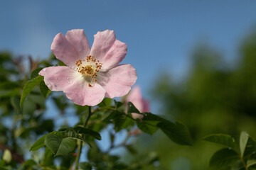 Pink wild rose or dog rose close up against the blue sky.