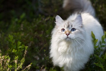 Naklejka na ściany i meble Beautiful Neva Masquerade kitten in forest in summer