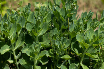 green garden plants closeup