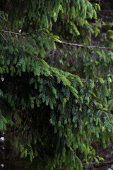 fir cedar pine alpine closeup tree evergreen
