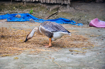 Obraz premium Chinese goose or swans eating food on the yard from a rural village.