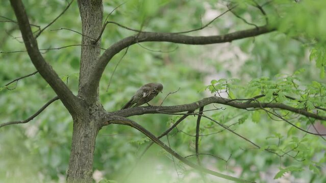 Slow motion lark bird flying off tree branch