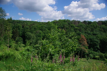 Fototapeta na wymiar Landschaft Rheingau-Taunus-Kreis
