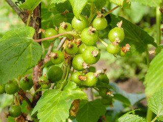 Green berries of a white currant hanging on a branch of a gooseberry bush close-up photo in the summer. green leaves and berries of unripe black currant