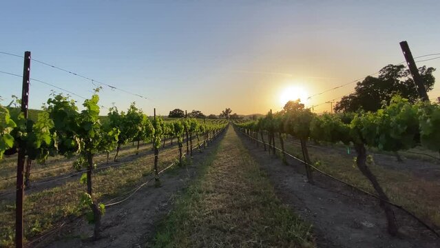 Walking through the beautiful trellised grape vines in the golden evening light