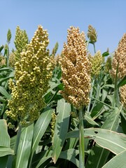 Obraz premium Sorghum field in farm or jawar crop, jawari, agriculture in india, Durra, Milo, sorghum green plants in farm ripe seeds on plant, harvesting time, crop in farm, Sorghum farm green plants, Millet field