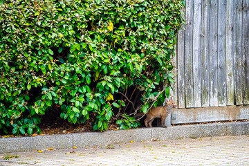 Wild red baby fox (Vulpes vulpes) in London, United Kingdom