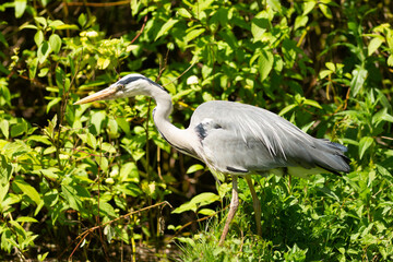 heron fishing on bank