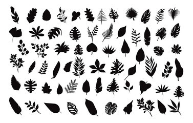 Exotic foliage Tropical Palm leaves Silhouettes premium vector templates