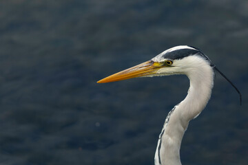 great blue heron ardea cinerea