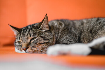 portrait of a resting cat