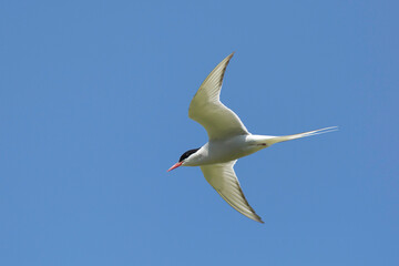Sterna hirundo