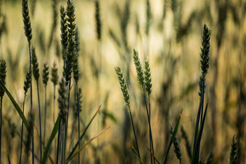 Fototapeta premium Spighe in campo di grano