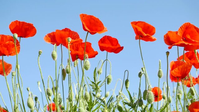 Papaver rhoeas or red poppy flower in meadow. This flowering plant is used a symbol of remembrance of the fallen soldiers.