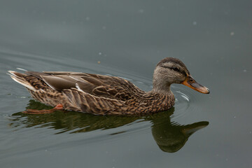 female mallard
