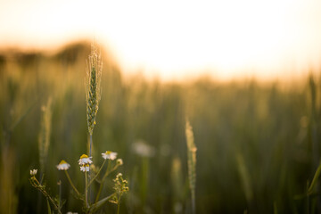 Spiga in campo di grano al tramonto