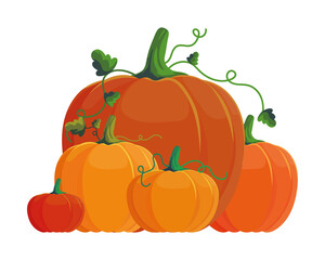 pumpkins harvest season