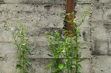Flowers growing in an abandoned industrial area with a concrete wall